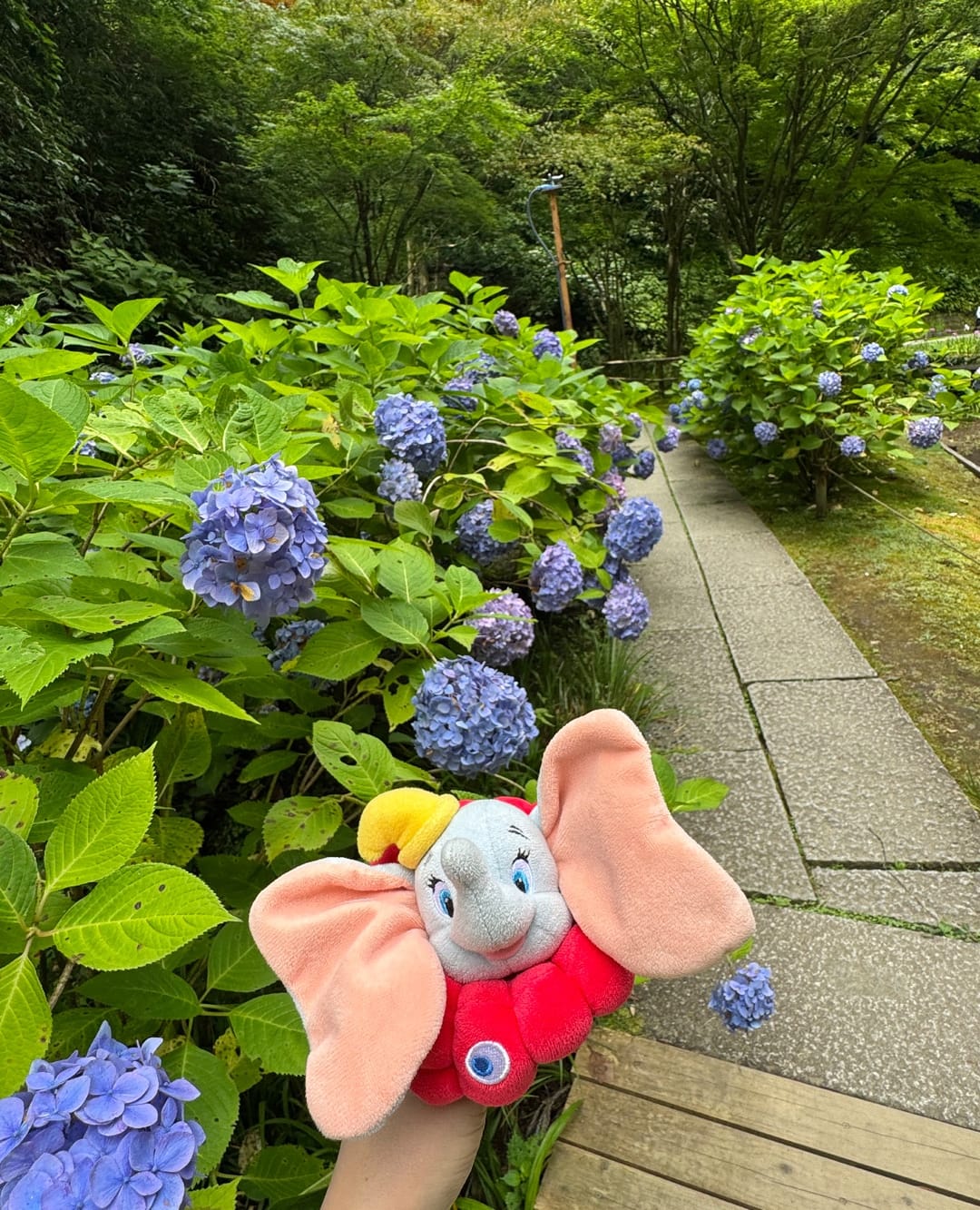 青紫のあじさいが咲き並ぶ緑いっぱいの小道。手前で象のぬいぐるみを手に持ち、奥へ石畳の遊歩道が続いている。曇り空のやわらかな光。